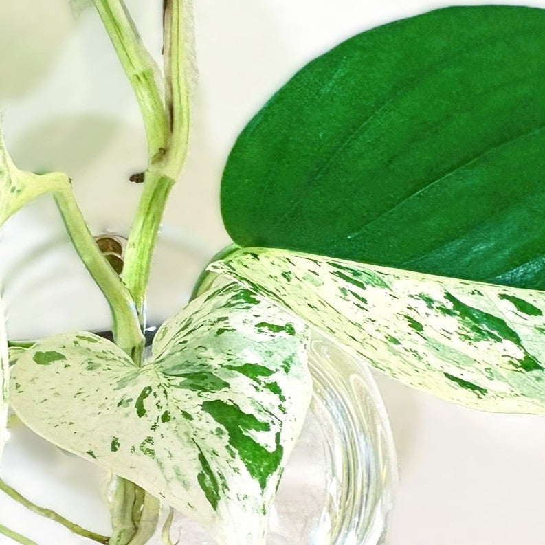 Living Sculpture No. 1