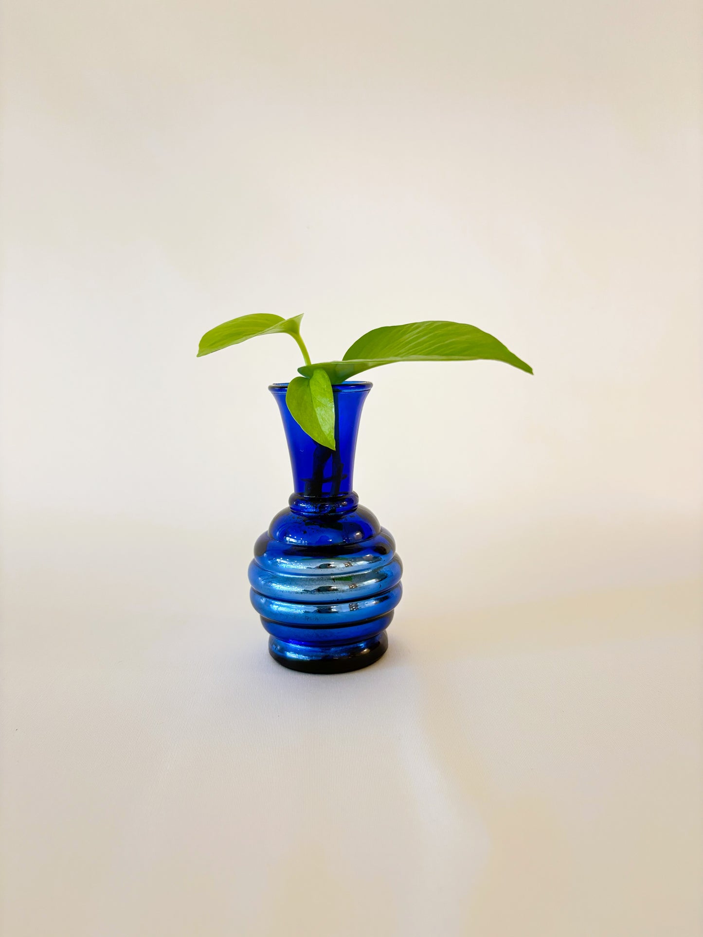 Day-Glow Pothos