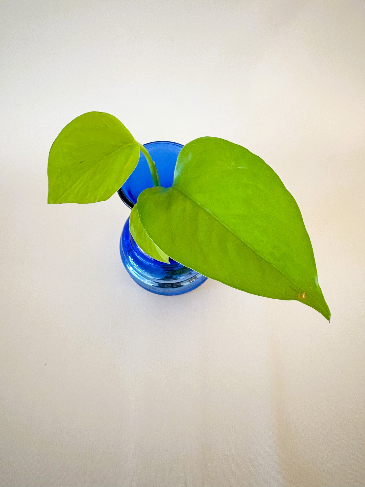 Day-Glow Pothos