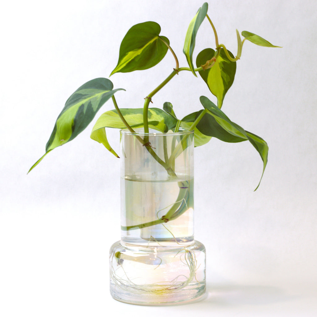 She Glows On Purpose