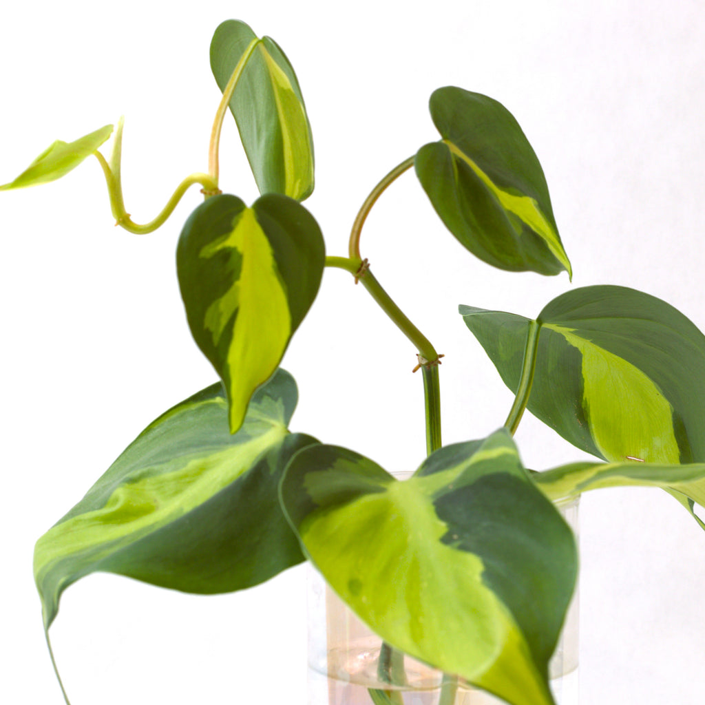 She Glows On Purpose