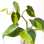 She Glows On Purpose