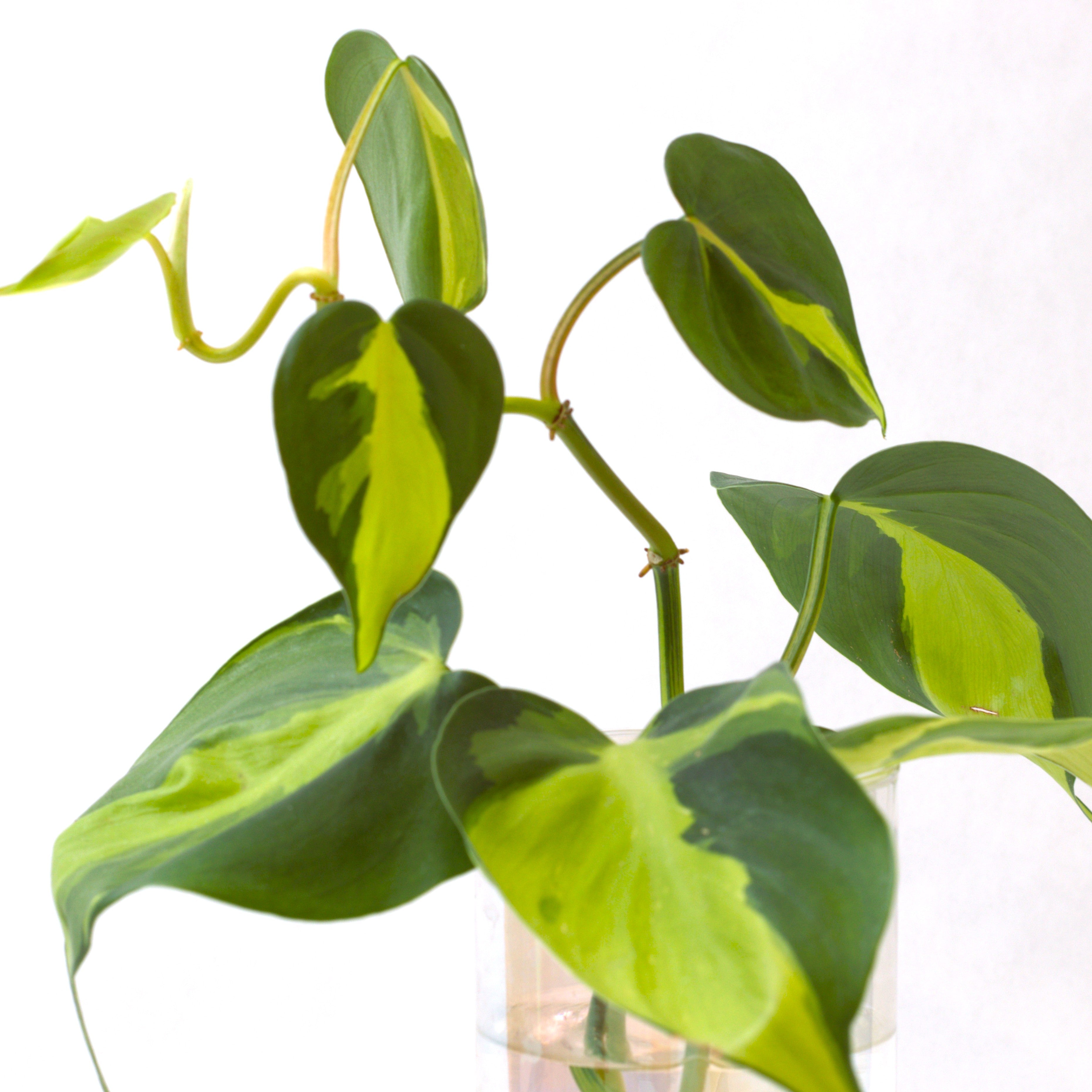 She Glows On Purpose