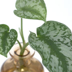 Two's Company