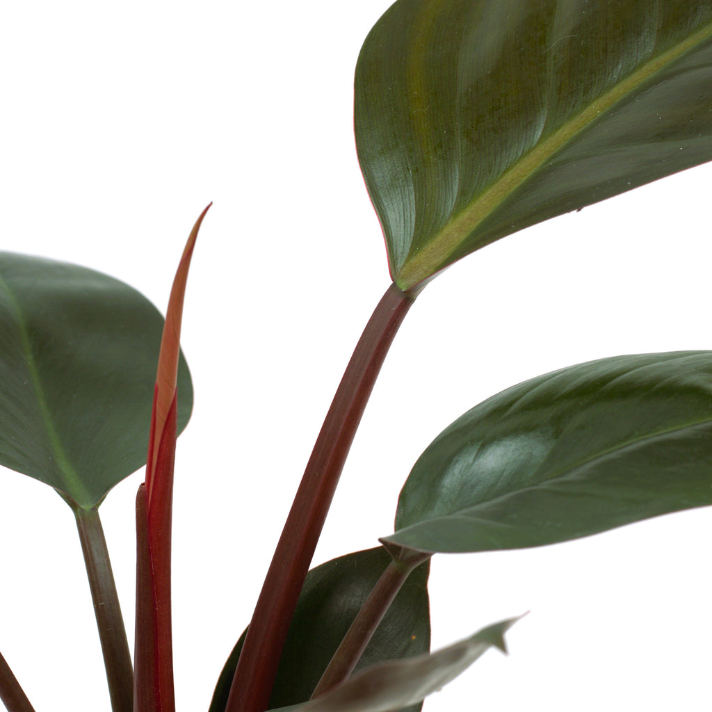 The Understory