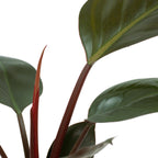 The Understory